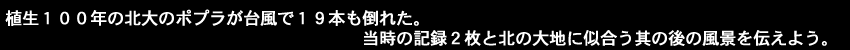 植生百年の北大のポプラが台風で19本も倒れた。当時の記録２枚と北の大地に似合う其の後の風景を伝えよう。