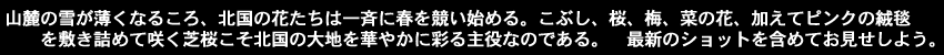 山麓の雪が薄くなるころ、北国の花たちは一斉に春を競い始める。こぶし、桜、梅、菜の花、加えてピンクの絨毯を敷き詰めて咲く芝桜こそ北国の大地を華やかに彩る主役なのである。　最新のショットを含めてお見せしよう。