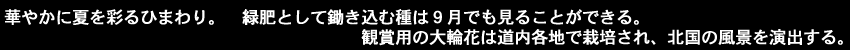 華やかに夏を彩るひまわり。緑肥として鋤き込む種は９月でも見ることができる。観賞用の大輪花は道内各地で栽培され、北国の風景を演出する。