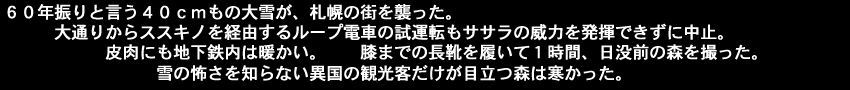 60年振りと言う40ｃｍもの大雪が札幌の街を襲った。大通りからススキノを経由するループ電車の試運転もササラの威力を発揮できずに中止。皮肉にも地下鉄内は暖かい。膝までの長靴を履いて１時間、日没前の森を撮った。雪の怖さを知らない異国の観光客だけが目立つ森は寒かった。