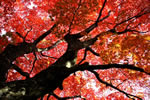 札幌の秋、農研の紅葉