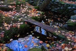 札幌の秋、木の橋