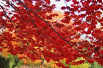札幌の秋、華やかに