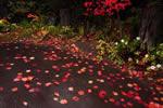 札幌の秋、紅桜公園の秋