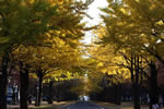 札幌の秋、北大の秋