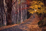 札幌の秋、丸山の散歩道