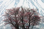羊蹄山の四季、桜咲く　京極北岡