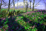 羊蹄山の四季、カタクリ咲く　ニセコ