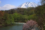 羊蹄山の四季、桜　ニセコ町