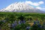 羊蹄山の四季、蝦夷エンゴサク　ニセコ町