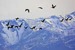 春 秋 宮島沼の眞雁たち、残雪の空へ