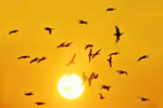 春 秋 宮島沼の眞雁たち、夕陽に飛ぶ