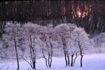十勝の冬の物語、森の夜明け