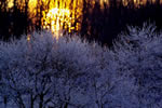 十勝の冬の物語、森の昇日