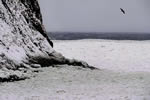 オホーツクの流氷、大鷲の故郷