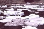 オホーツクの流氷、春近し