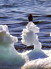 オホーツクの流氷、帰ってきた故郷