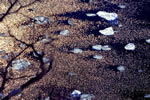 オホーツクの流氷、金波の海