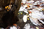 秋の大通公園レポート、木の実散る