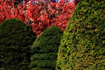 秋の大通公園レポート、いちいと紅葉