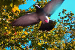 秋の大通公園レポート、鳩にハットする!