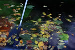 秋の大通公園レポート、噴水の片隅