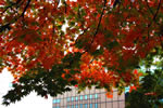 秋の大通公園レポート、ビル街の秋