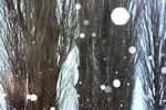愛しきポプラたち、雪が降る