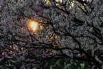 北国に陽の昇るとき、札幌　平岡の梅