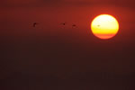 北国に陽の昇るとき、飛ぶ雁
