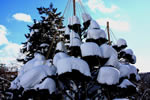 冬の札幌レポート、雪つり