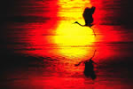 サロマ湖の四季、夕日に飛ぶ