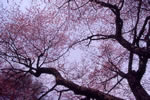 北国を彩る桜たち(1の3)、日高