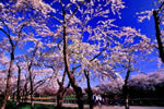 北国を彩る桜たち(1の3)、函館