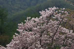 北国を彩る桜たち(1の3)、西野