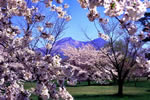 北国を彩る桜たち(1の3)、森町