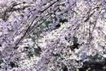 北国を彩る桜たち(1の3)、伊達善光寺