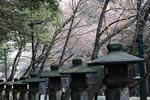 北国を彩る桜たち(1の3)、神宮