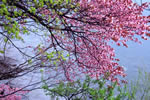 北国を彩る桜たち(1の3)、洞爺湖