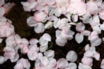 北国を彩る桜たち(1の3)、札幌