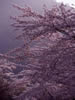 北国を彩る桜たち(1の3)、洞爺