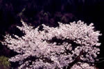 北国を彩る桜たち(1の3)、日高