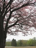 北国を彩る桜たち(1の3)、真狩