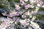 北国を彩る桜たち(1の3)、旭川
