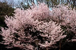 北国を彩る桜たち(1の3)、丸山
