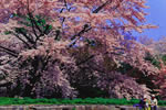 北国を彩る桜たち(1の3)、森町