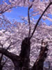 北国を彩る桜たち(1の3)、置戸