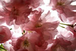 北国を彩る桜たち(1の3)、室蘭