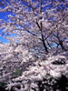 北国を彩る桜たち(1の3)、音更