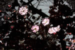 北国を彩る桜たち(1の3)、さっぽろ